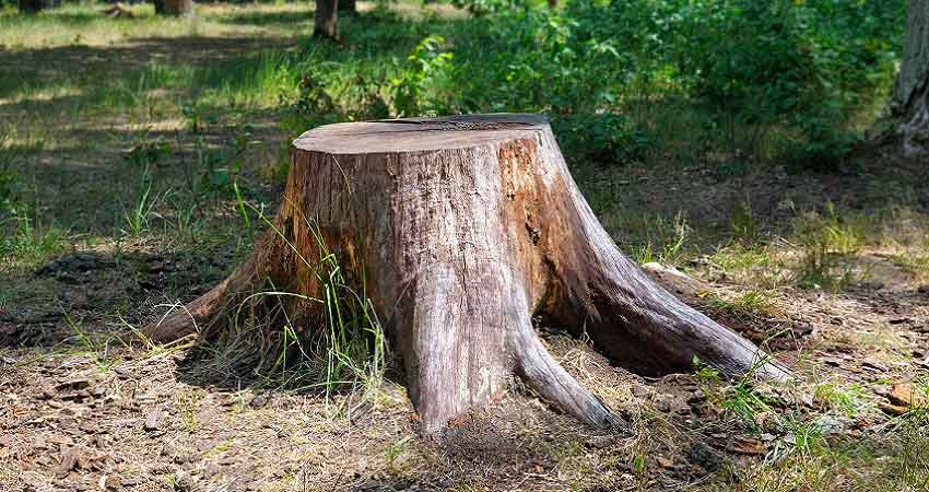 Les techniques à adopter pour retirer une souche d’arbre en toute facilité